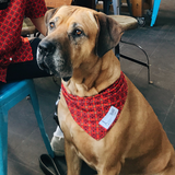 the Balkan Butler dog Bandana