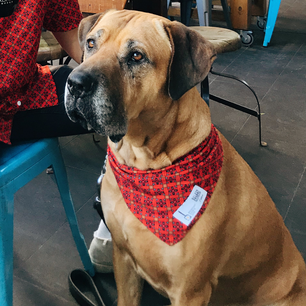 Ridgeback mastiff 2024