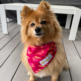 the Lightning Bolt matching Dog Bandana