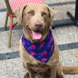 the Smack (Jelly Fish) matching Dog Bandana
