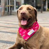 the Lightning Bolt matching Dog Bandana