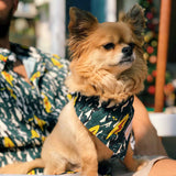 the Little Legends Dog Bandana