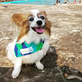 The Wanderer DOG Bandana  (Matching)